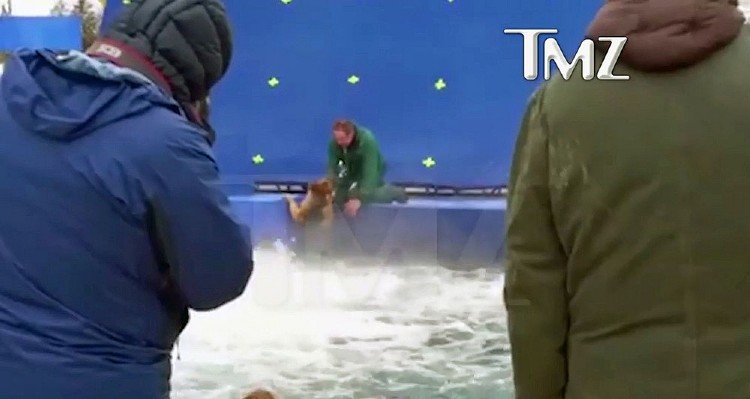 Vídeo do TMZ mostra cão forçado a entrar em águas turbulentas na gravação do filme (Foto: Reprodução TMZ)